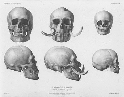 Crow Skulls & Bones Anatomy Pens – neoshiki